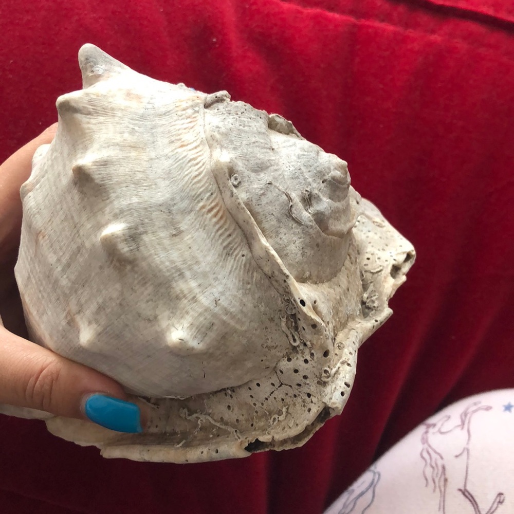🌊Large vintage queen conch sea shell🔥